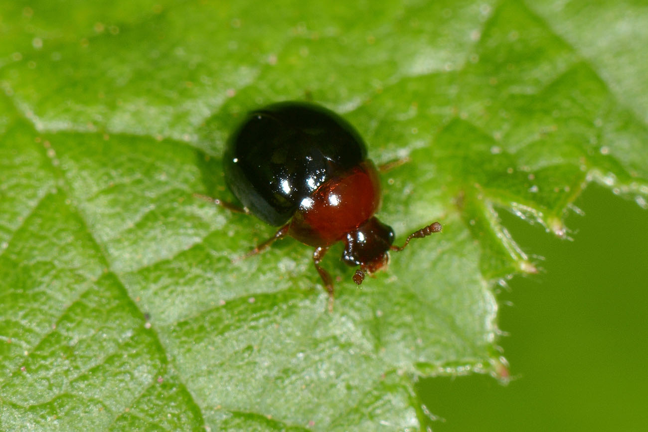 Amphicyllis globus, Leiodidae